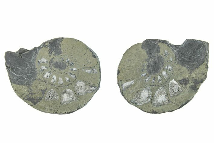 Pyritized Cut Ammonite Fossil Pair - Morocco #276597